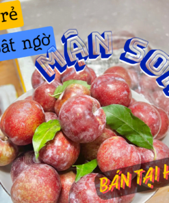 Mận Sơn La